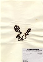 藏品(重緣葉馬尾藻)的圖片